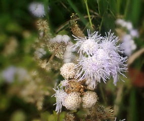 PA256583a.jpg